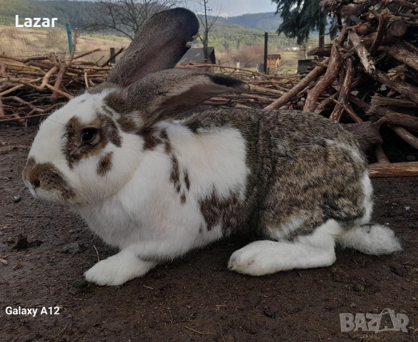 Продавам великани, снимка 4 - Други животни - 53458419