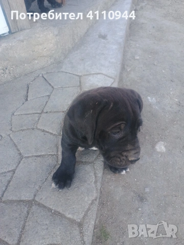 Кане Корсо продавам , снимка 7 - Други - 53699451