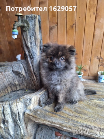 Померан/Мини померан /Женско 