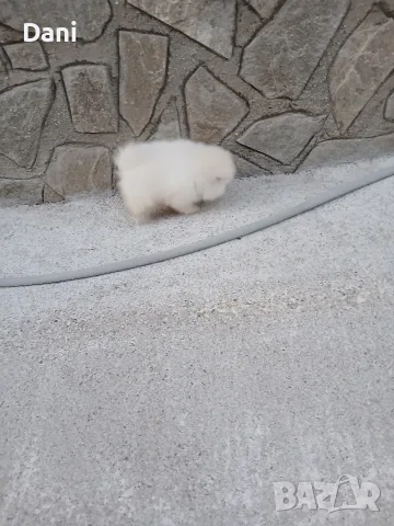 Mini Pomeran Momce, снимка 8 - Померан - 55735876