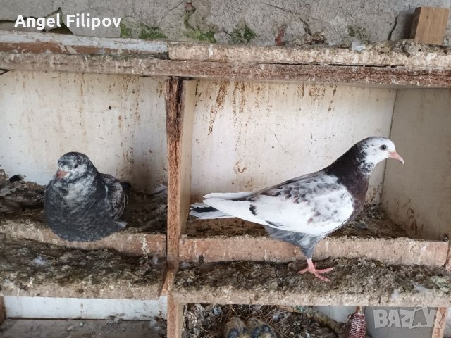 Пазарджишки високолетци, снимка 10 - Гълъби - 35708979