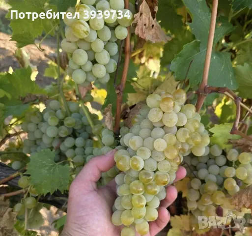 Продавам бяло и черно грозде 