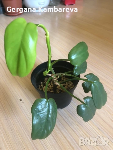 Philodendron Golden Violin 