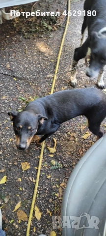 Кученца за осиновяване, снимка 2 - Други - 52132258