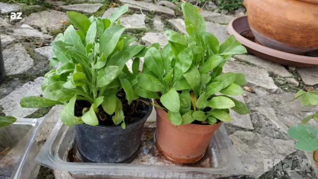 разсад невен, снимка 10 - Разсади - 50385062