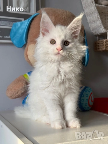 Мейн кун котенца / Мейн куун котенца / Maine coon kittens