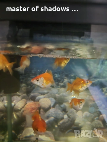 златни рибки 1.28 евро  брой, снимка 2 - Рибки - 53345421