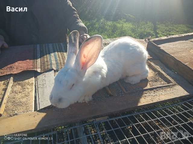 Зайци домашни , снимка 4 - Други животни - 51395663