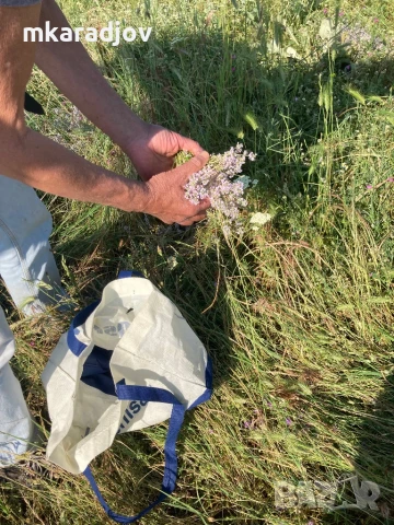 билки чай сок от бъз шипки подправки, снимка 18 - Домашни продукти - 46575710