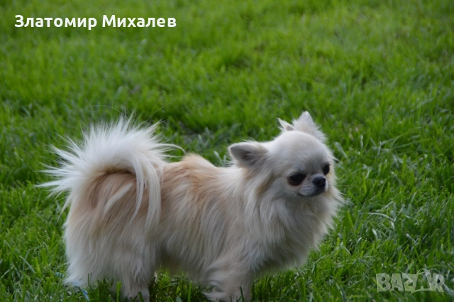 Топ мъжкар за разплод