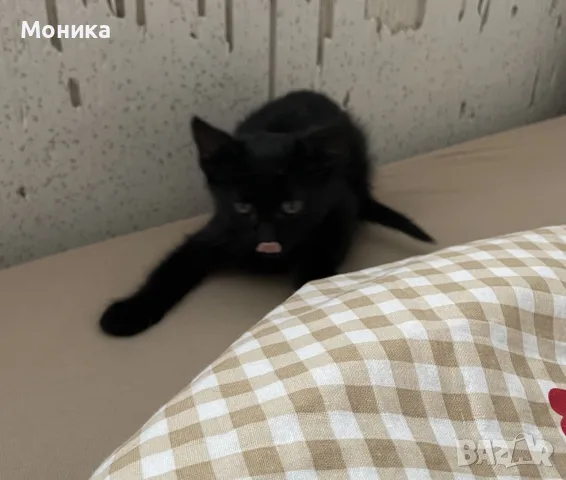 малко женско коте, снимка 3 - Други - 56335158