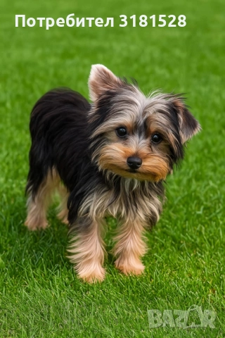 Йоркшир териер , снимка 1