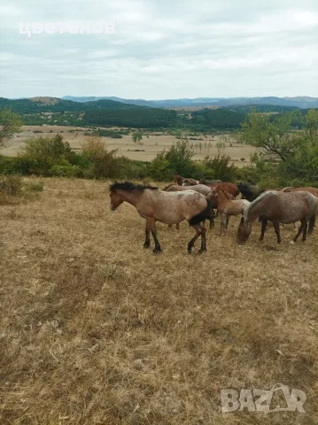 Продавам мъжки кончета БТК 