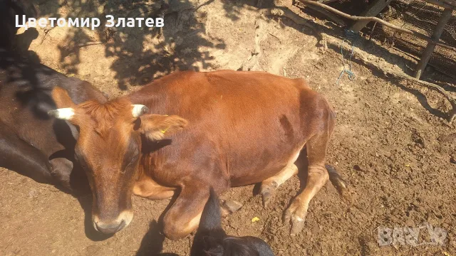 Продавам едно мъжко и едно женско теле , снимка 6 - Крави - 55943738