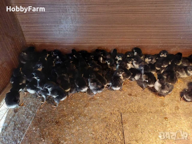 Пилета "Черен австралорп" / Малки пиленца, снимка 1
