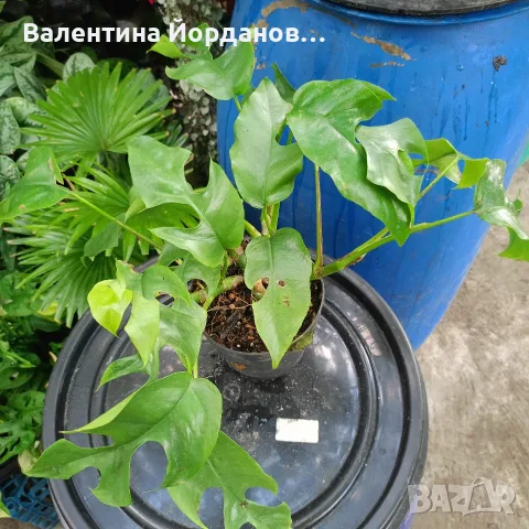 разкошни стайни растения , снимка 8 - Стайни растения - 56140195