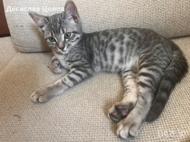 шотландско правоухо коте котка, снимка 2 - Британска късокосместа - 55932105
