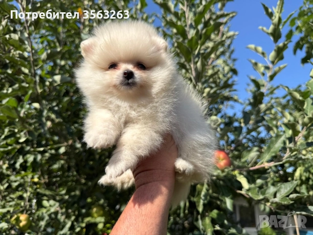 Продавам померан - възможна доставка , снимка 1