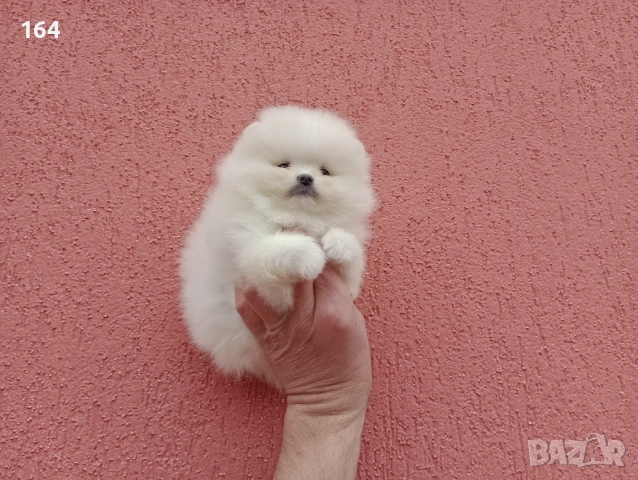 Различни възрасти! Богат избор на мини Померани. Реални снимки !!! , снимка 12 - Померан - 53772615