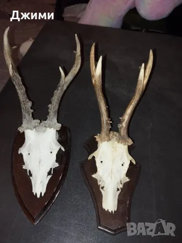рога от сръндак, снимка 5 - Антикварни и старинни предмети - 48910974