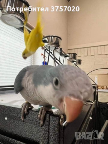 Ръчно хранени папагалчета Монах , снимка 1