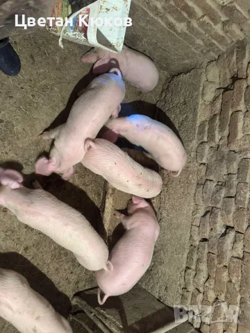 продавам малки прасенца