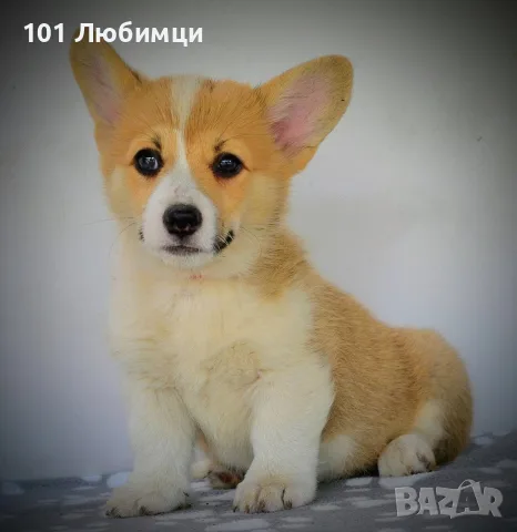Уелско Корги кученца, снимка 3 - Други - 56324299