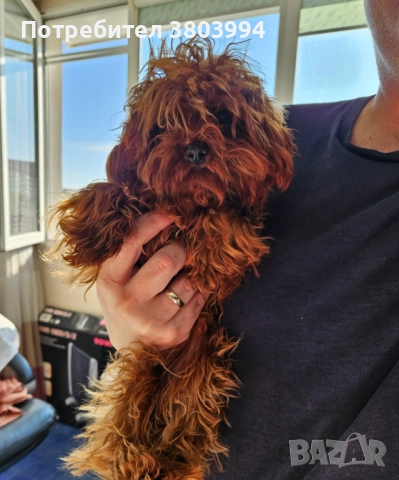 Червен тйи къп / той пудел момиченце на 7 месеца. , снимка 10 - Пудели - 52935122