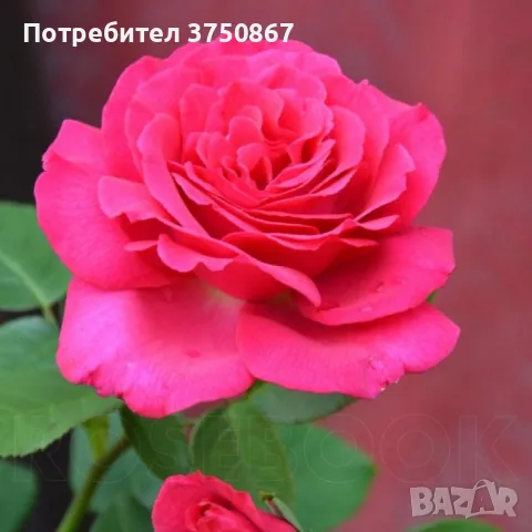 🌹РОЗА 🌹 VELASQUEZ® / Sexy PERFUMELLA® Meimirtylus 🌹, снимка 1