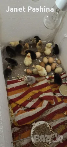 Селски пиленца, снимка 2 - Патици и гъски - 47634967