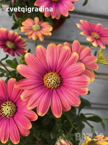 (Osteospermum ecklonis Pink Sun)-Остеоспермум слънчево розово