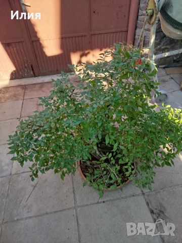 Бонсай заготовка тип гора от Бряст , снимка 3 - Градински цветя и растения - 51471172