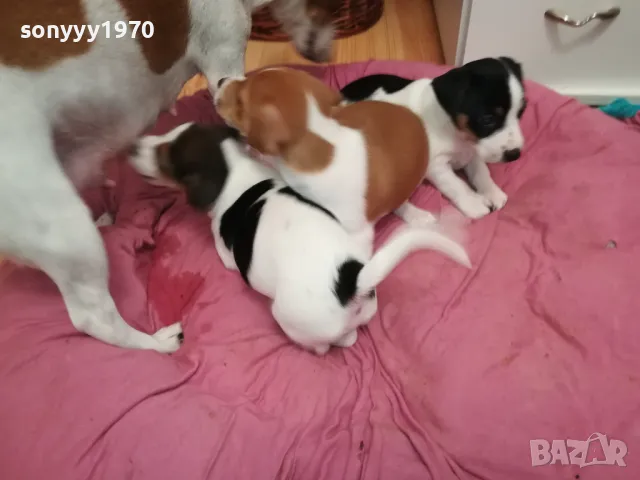 ДЖАК РЪСЕЛ-БЕБЕТА ДЖАКОВЕ-ВИДИН 0302251844, снимка 16 - Джак ръсел териер - 48948026