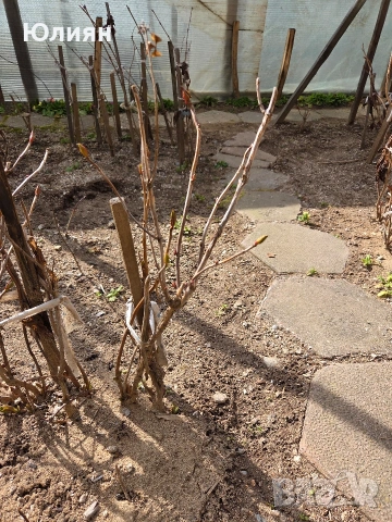 Хортензия , розова 