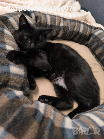 Дани търси дом…❤️, снимка 3 - Други - 52395404