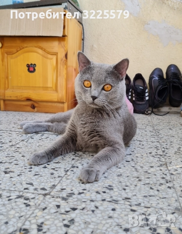 Британец за разплод, снимка 6 - Търси партньор - 51956362