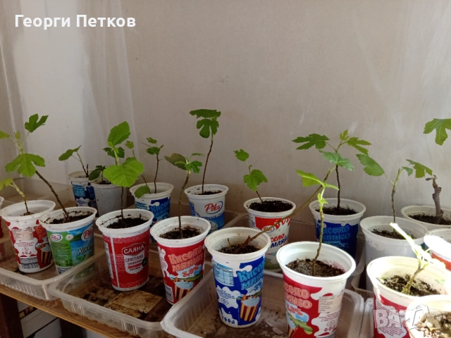 Смокини сорт Бяла Кадота., снимка 5 - Градински цветя и растения - 40184578