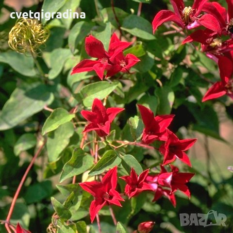 Clematis Gravetye Beauty (Клематис Гравити бюти), снимка 2 - Градински цветя и растения - 41412323