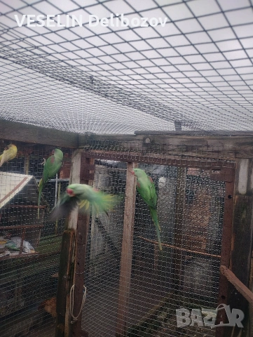 продавам папагали , снимка 6 - Папагали - 53725252