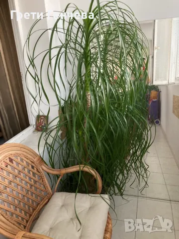 ПОДАРЯВАМ НОЛИНА вис. 180 см, снимка 3 - Стайни растения - 50336444