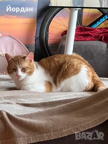 Мъжка кастрирана котка, снимка 2 - Други - 55781617