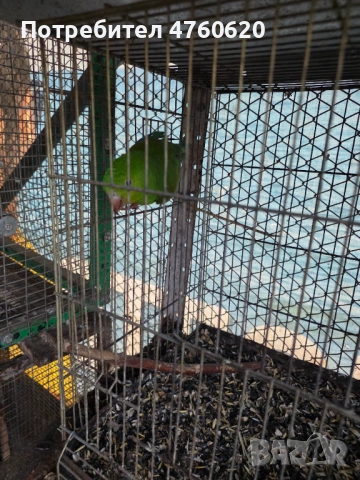 Папагали, снимка 6 - Папагали - 53785170