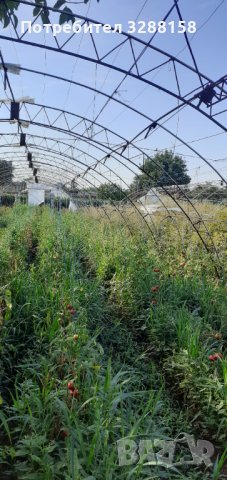 Оранжерий продавам. , снимка 3 - Оранжерии - 41977274