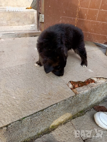 Немски овчарки , снимка 8 - Немска овчарка - 52176583