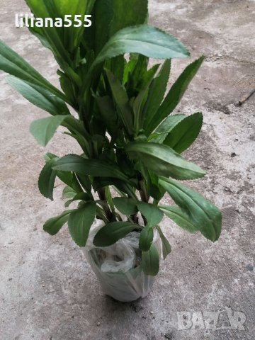 Маргаритки градински, снимка 3 - Градински цветя и растения - 36928630