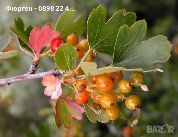 Касис- Френско грозде, снимка 5 - Градински цветя и растения - 27293149