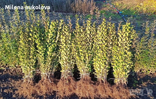 Лигуструм ovalifolium 0,60лв _0,31€, снимка 2 - Градински цветя и растения - 52057055