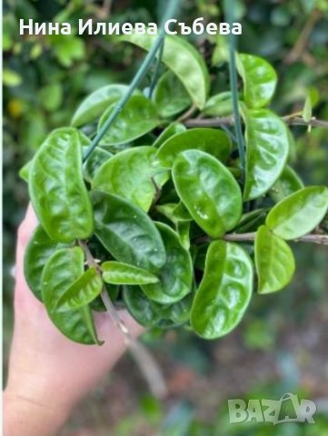 Восъчно цвете, хоя, различни видове и размери , снимка 9 - Градински цветя и растения - 38144193