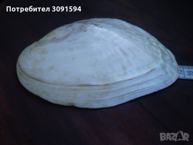 Много рядка голяма мида  седеф , снимка 4 - Други ценни предмети - 33836599