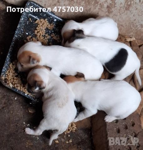 Продава се Джак Ръсел териер, снимка 3 - Джак ръсел териер - 53736963